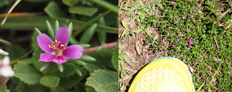 [Two photos spliced together. On the left is a close view of the bloom. This five-petaled purplish flower has delicate purple stamen topped with yellow round pieces. Its leaves appear to be elongated lobes of dark green. On the right are many blooms with their thick stems near the toe of a yellow shoe. The blooms are approximatley a quarter inch across and are just specs of color amid the green.]